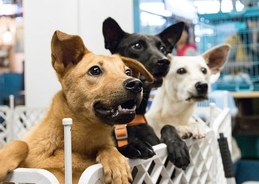 Three adorable dogs at an adoption event highlighting how to adopt a pet