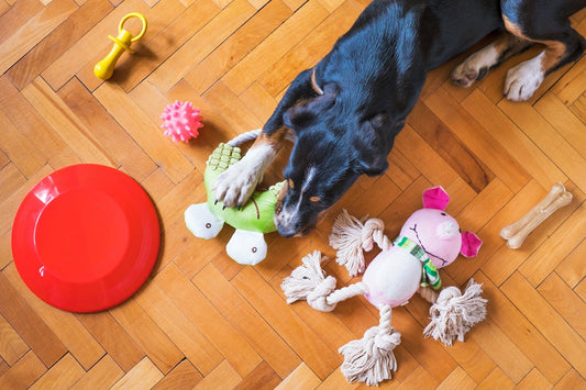 A playful dog surrounded by colorful pet toys on a wooden floor, perfect to buy pet essentials online