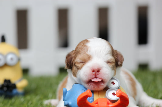 Puppy happily playing with colorful toys designed as safe pet toys for playful moments