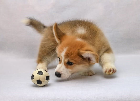 Adorable Corgi puppy playing with a soccer ball, ideal for tips on how to find pet essentials