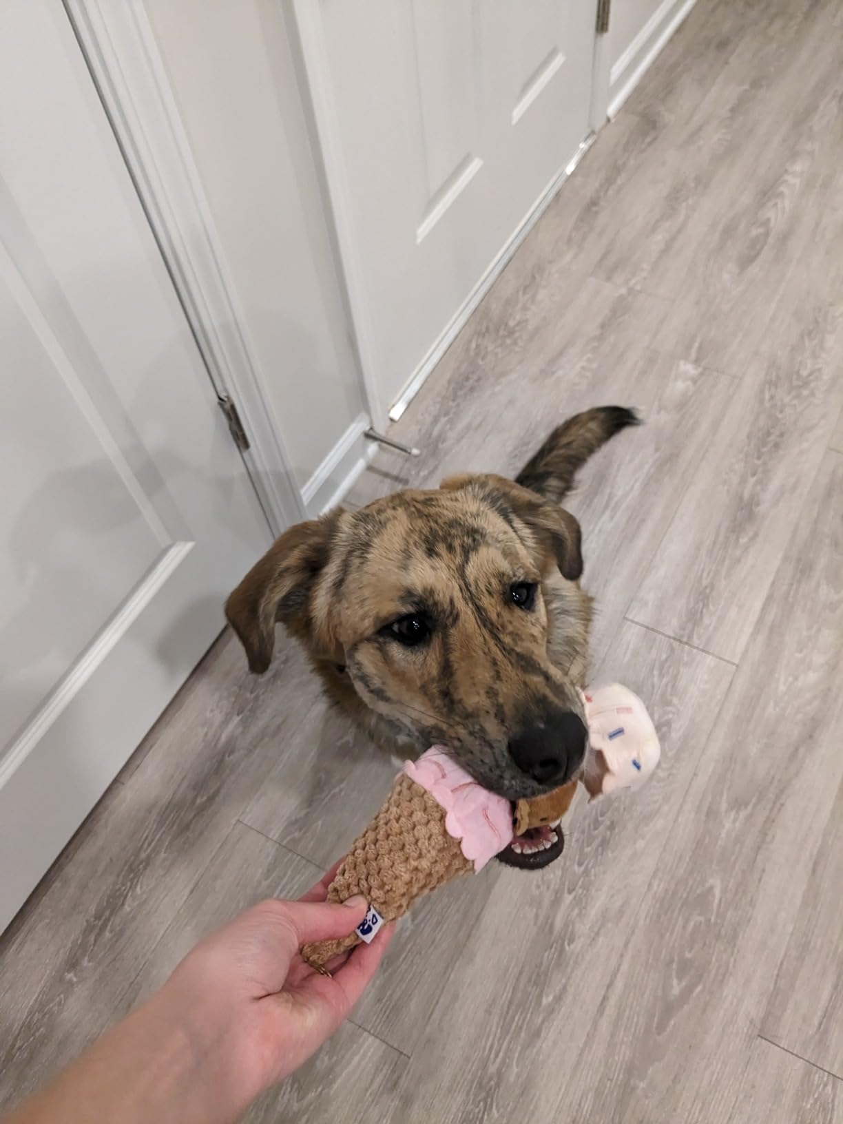 ICE CREAM PLUSH DOG TOY