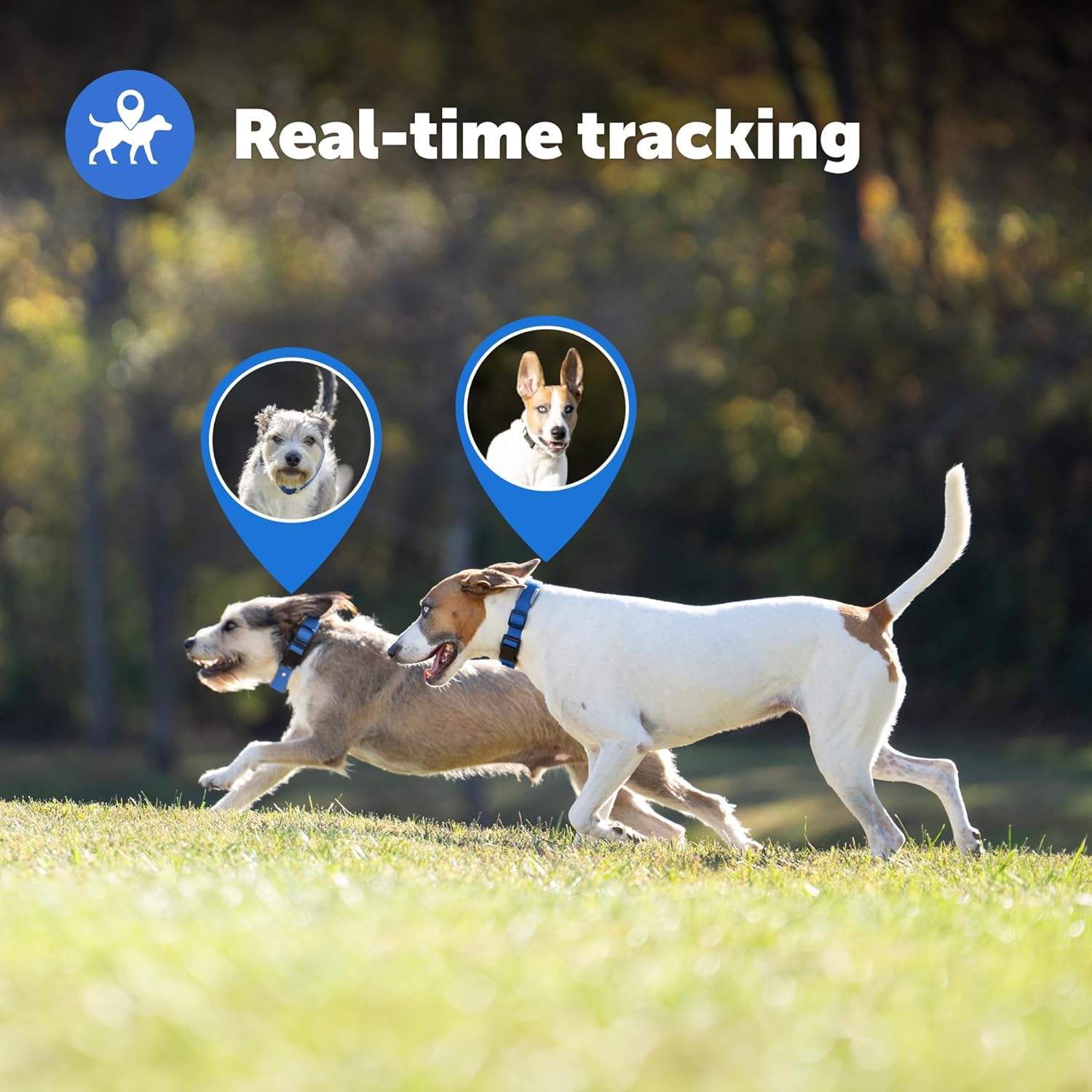 PetSafe Guardian GPS + Tracking Dog Fence Collar – Wireless Dog Fence with Real-Time Tracking PawCounter.com