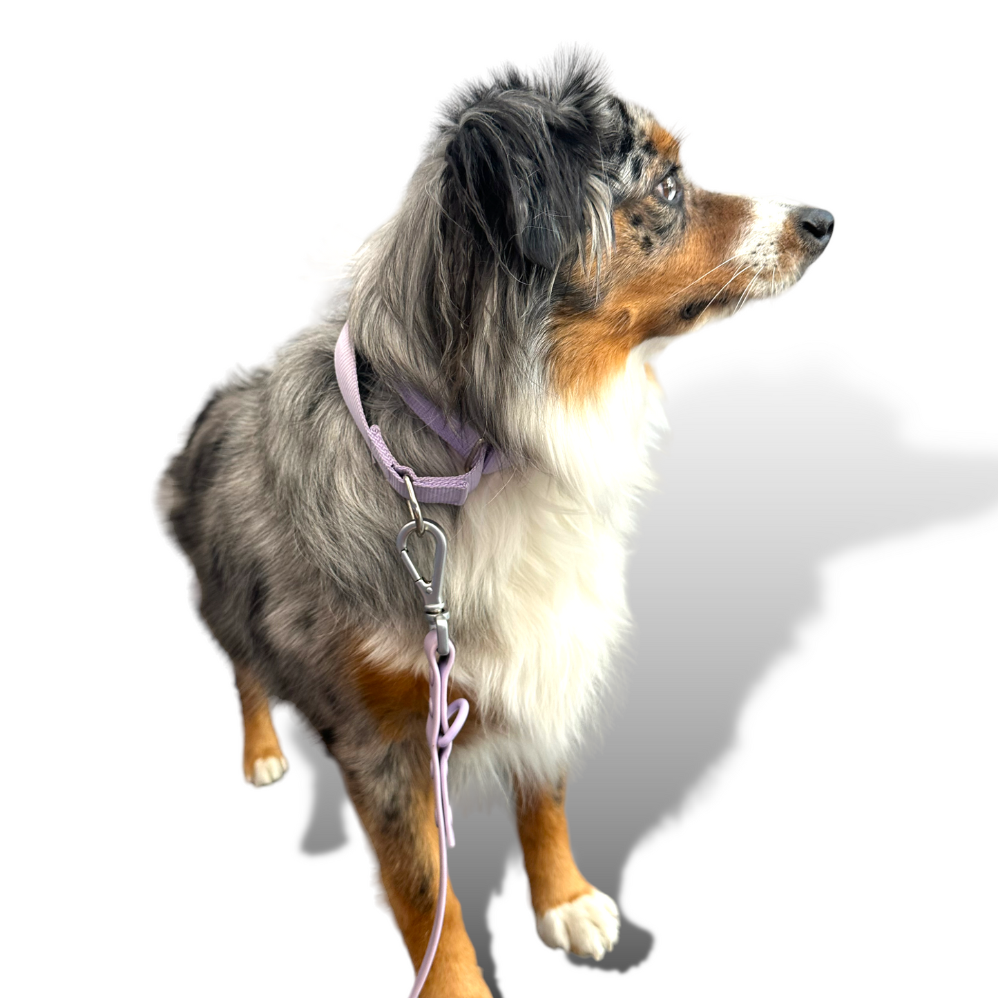 Martingale Dog Collar