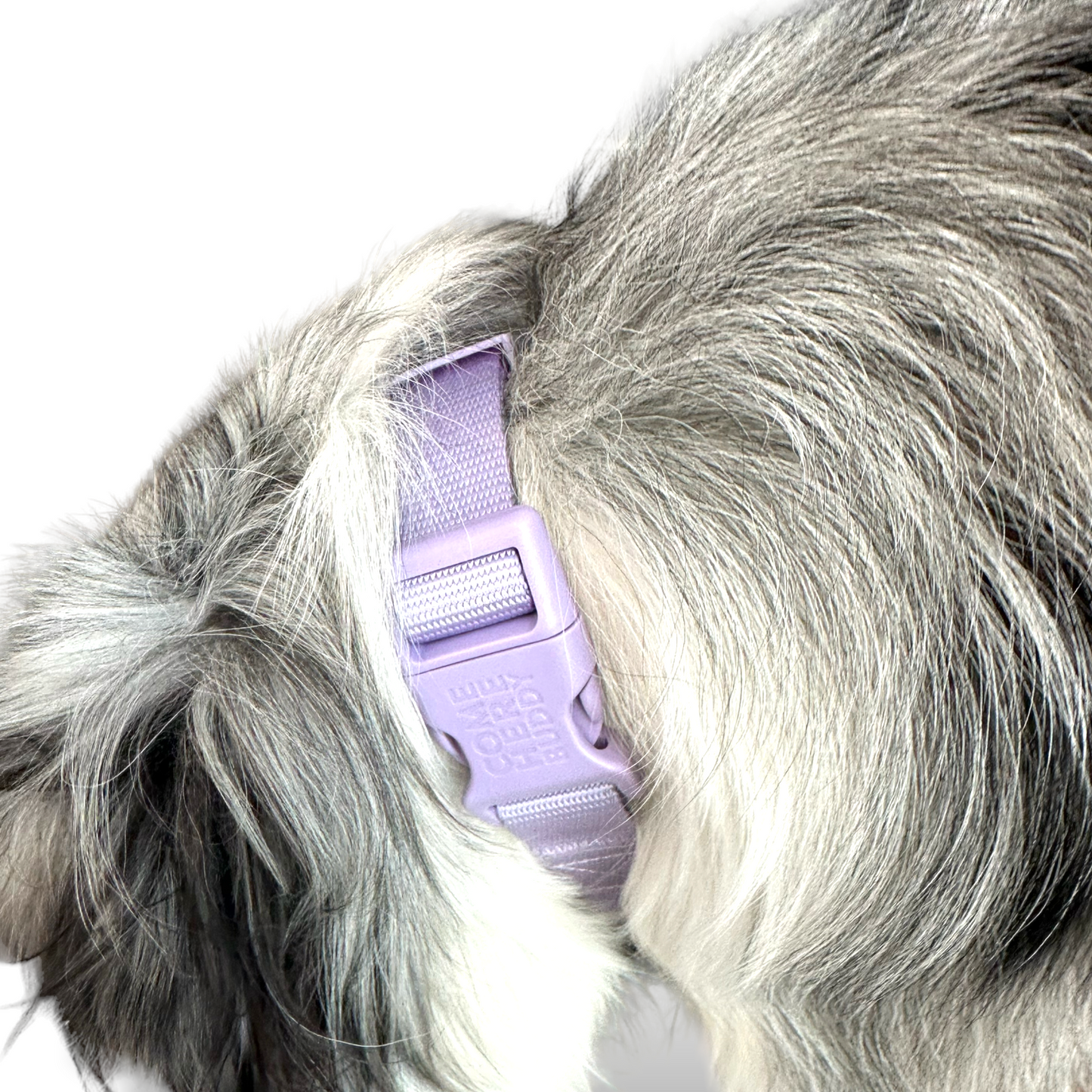 Martingale Dog Collar