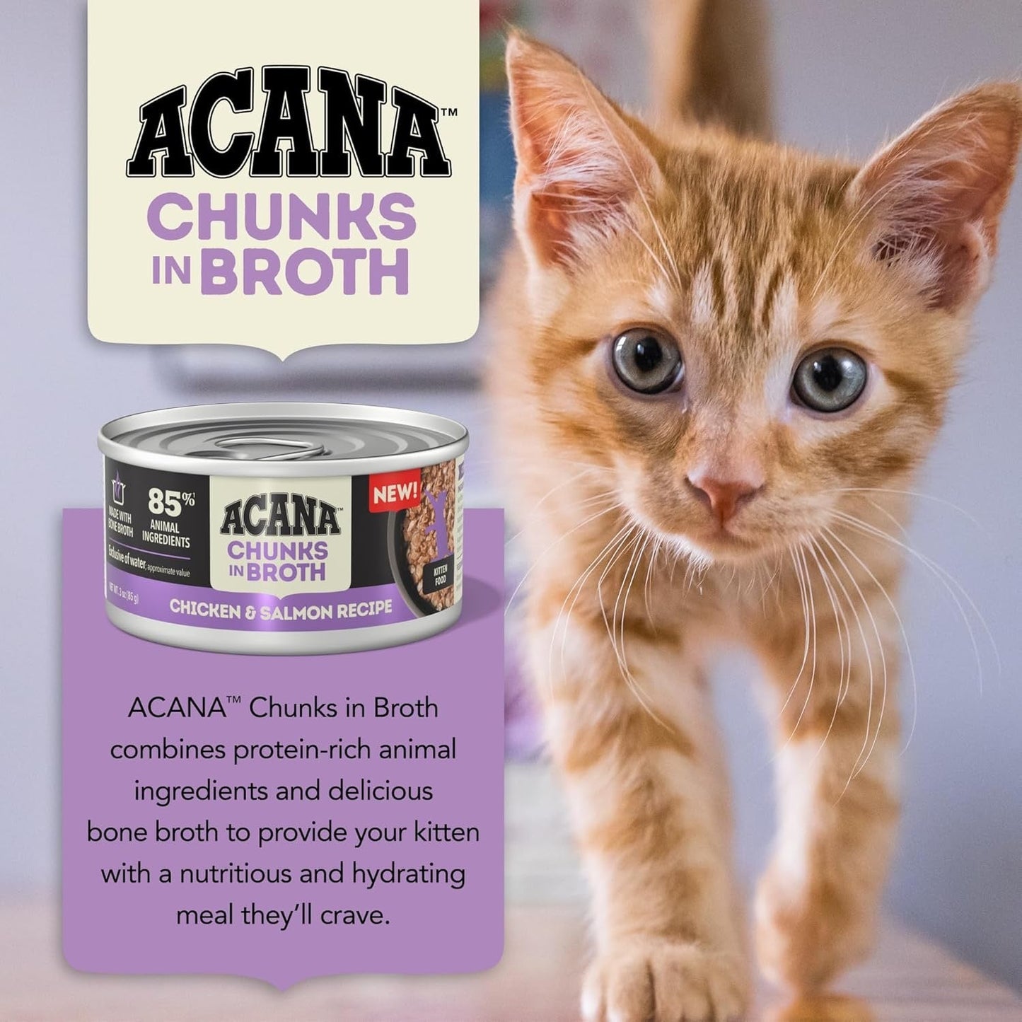 Acana kitten wet food chicken and salmon recipe can next to a curious orange tabby kitten