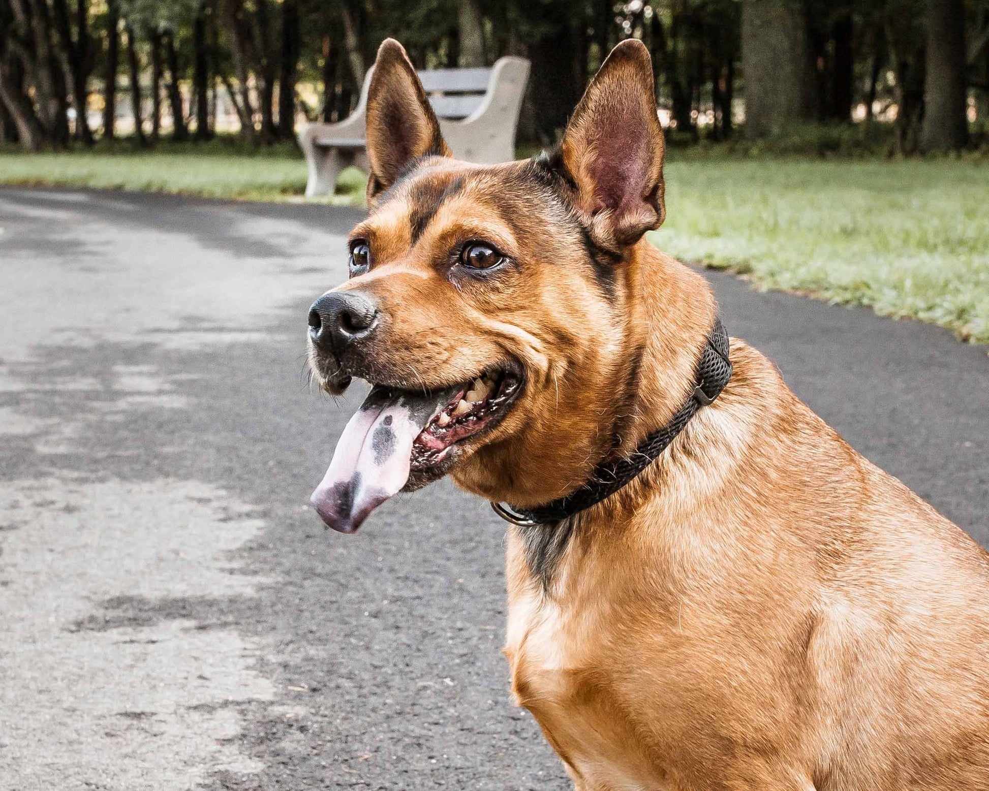 Brown dog wearing an adjustable mesh dog collar while standing on a park path near a bench