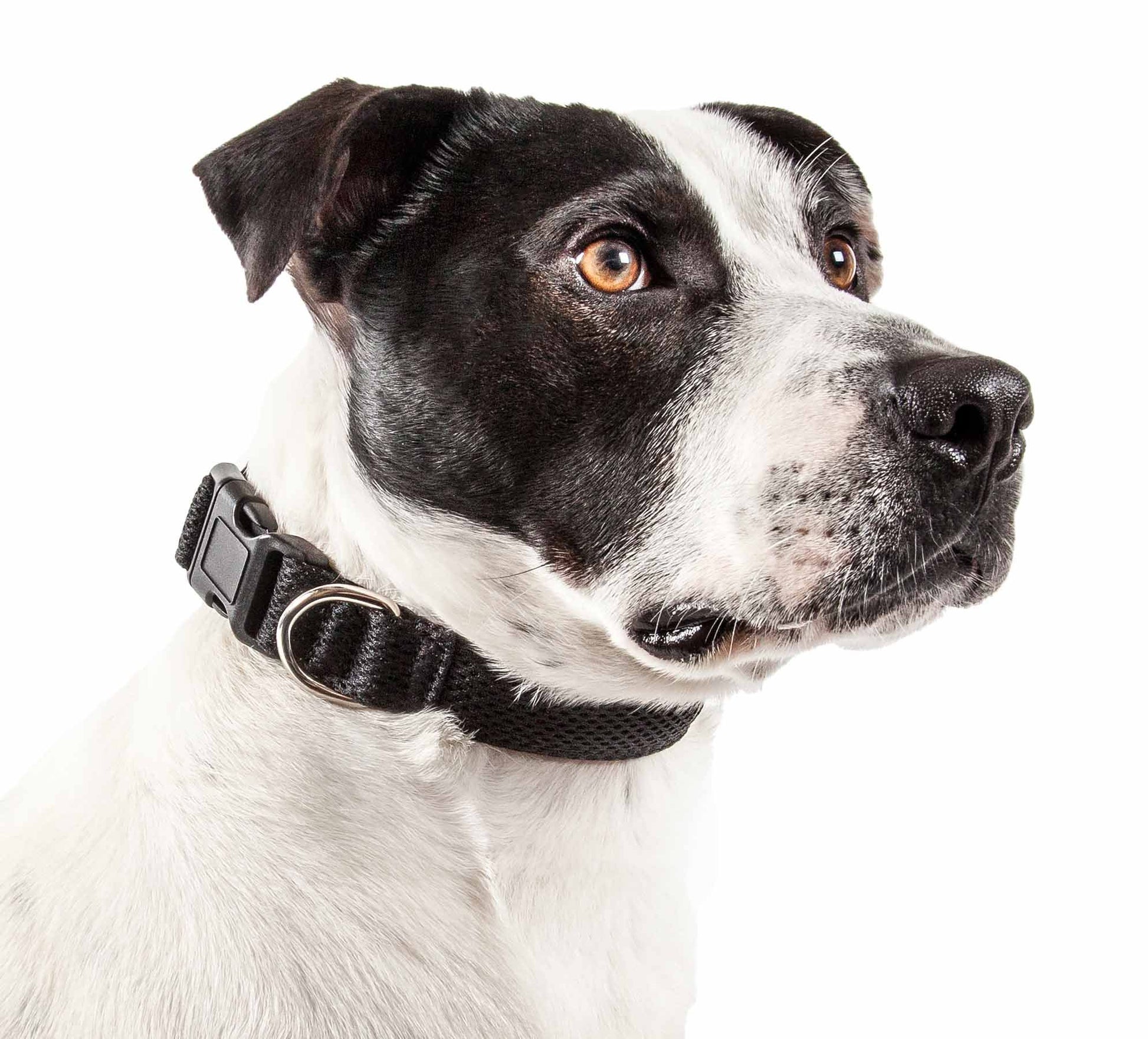 Black adjustable mesh dog collar on a black and white dog with attentive expression