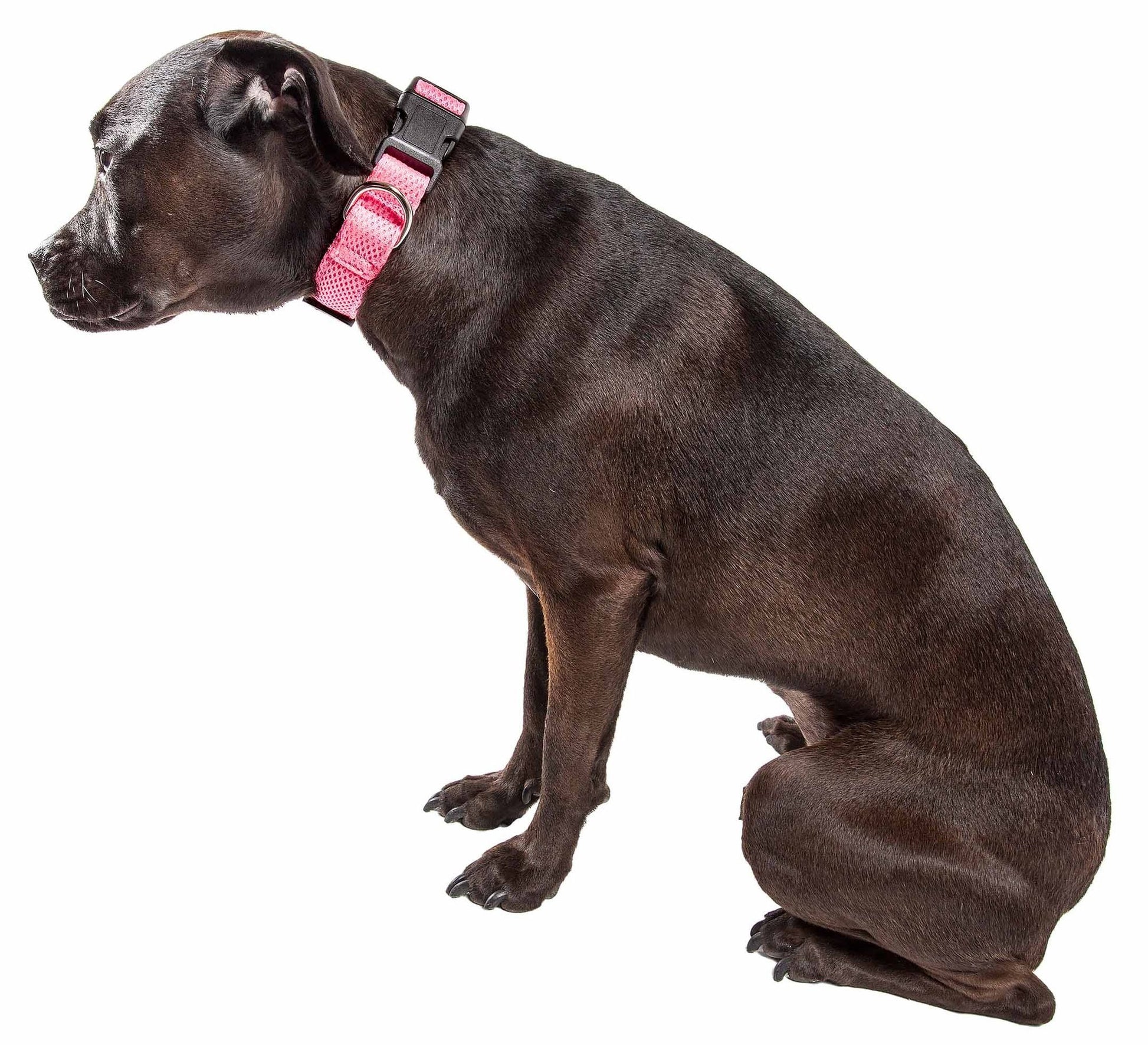 Black dog wearing a pink adjustable mesh dog collar sitting on white background