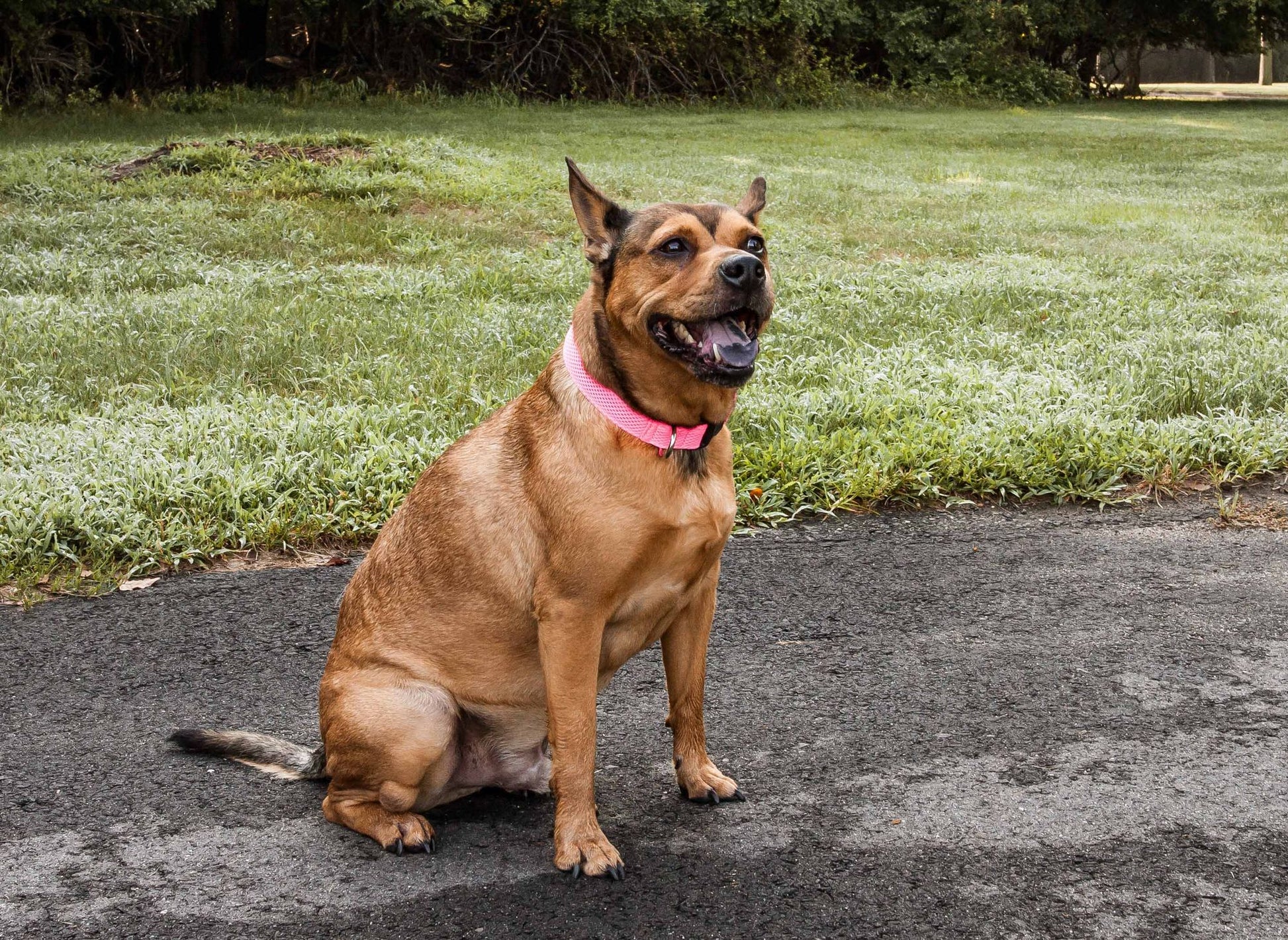 Brown dog wearing a pink adjustable mesh dog collar sitting on asphalt near green grass