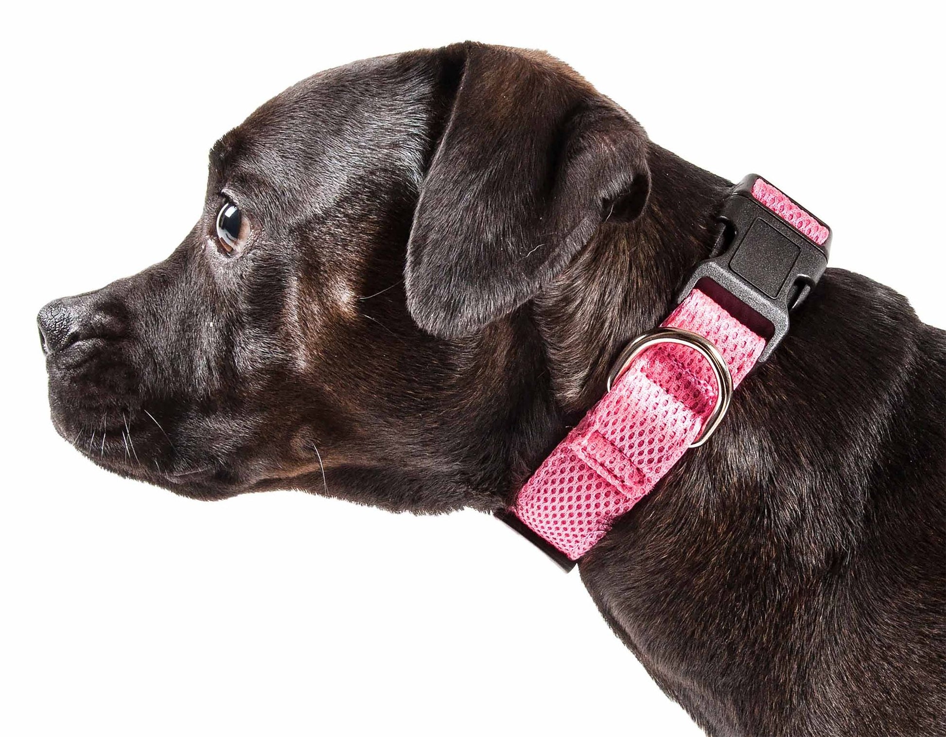 Black dog wearing a pink adjustable mesh dog collar with a plastic buckle and metal ring
