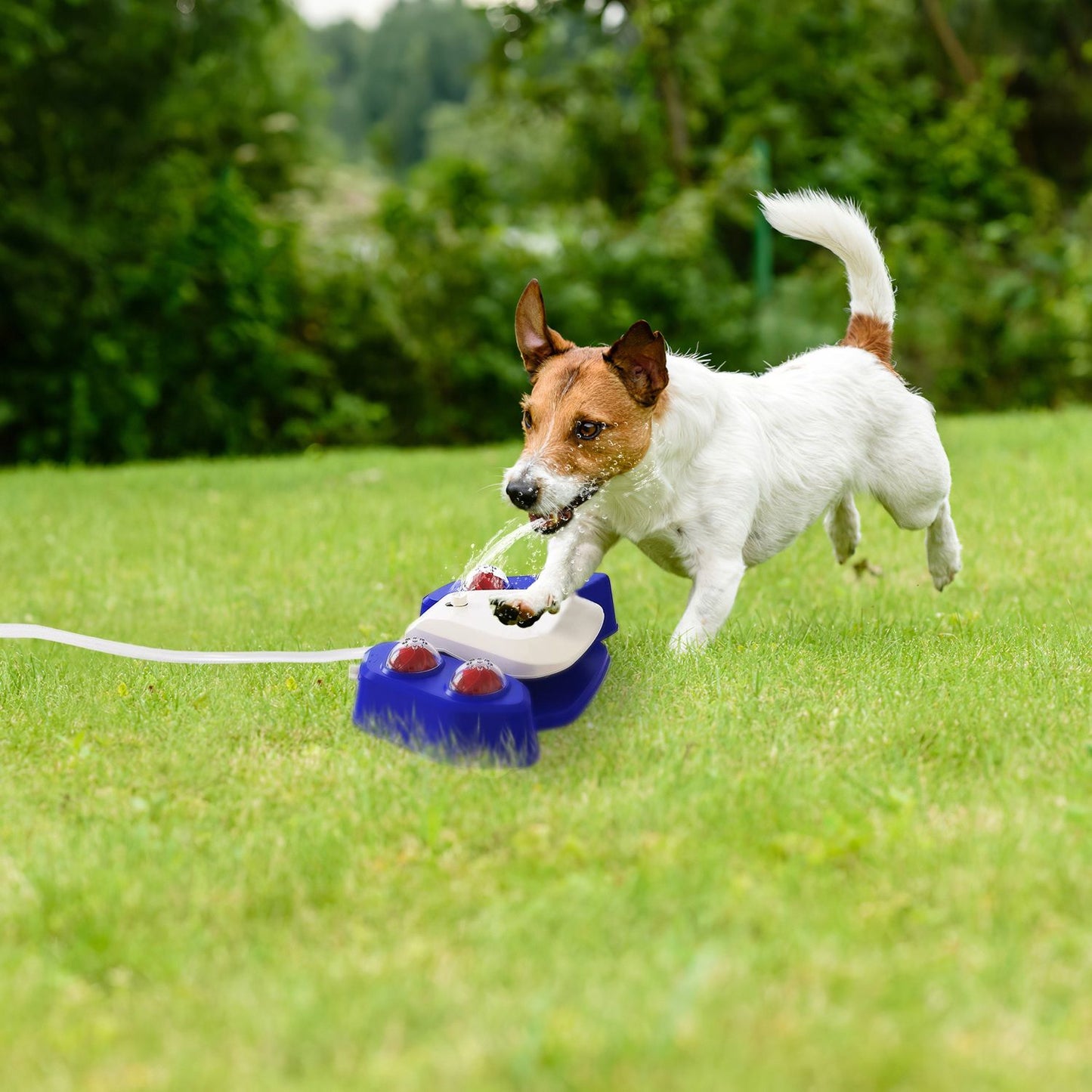 Small dog drinking from a blue and white automatic dog water fountain outdoors on grass