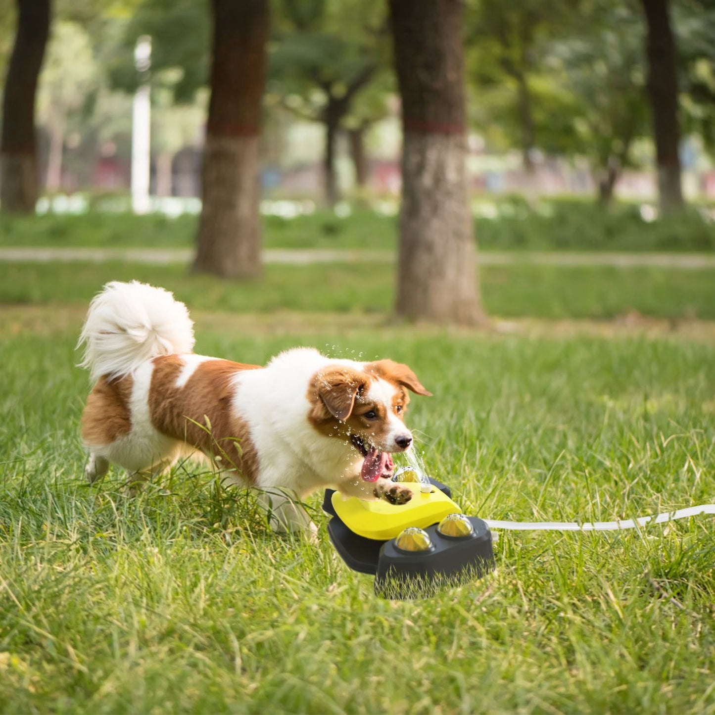 Small dog drinking from an automatic dog water fountain on grass in a park setting