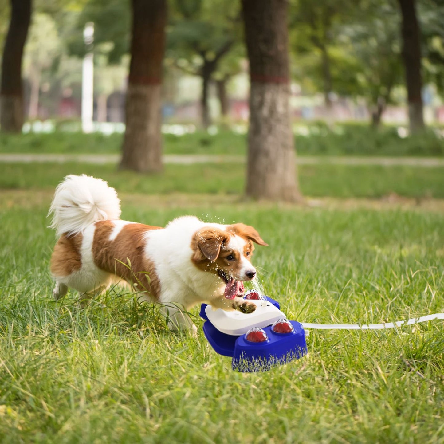 Dog drinking from an automatic dog water fountain outdoors on green grass