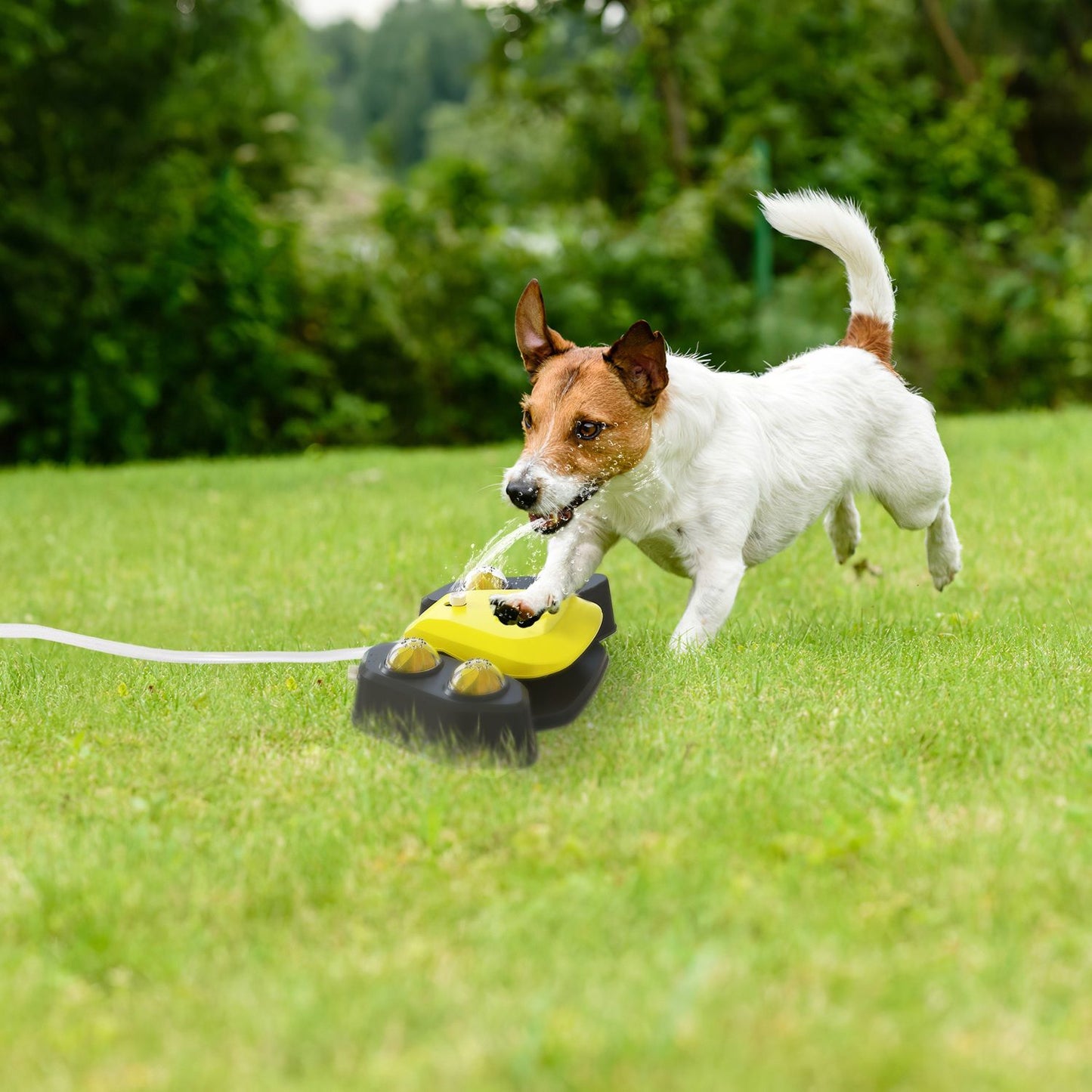 Small dog drinking from a yellow and black automatic dog water fountain on green grass outdoors