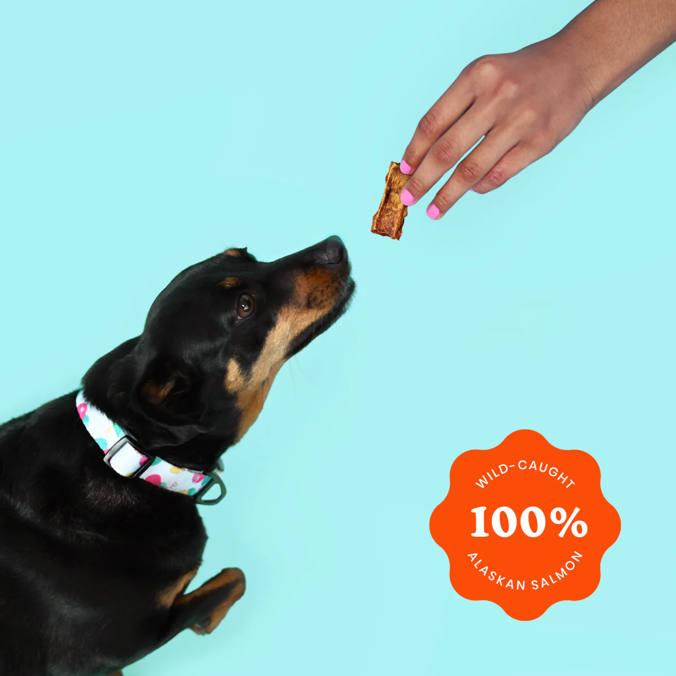 Dog about to receive salmon jerky dog treats from American Pet Supplies hand on blue background