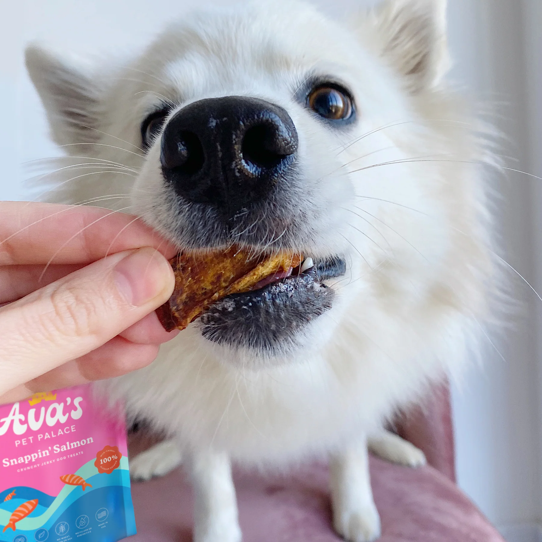 White fluffy dog being fed salmon jerky dog treats from American Pet Supplies in close-up