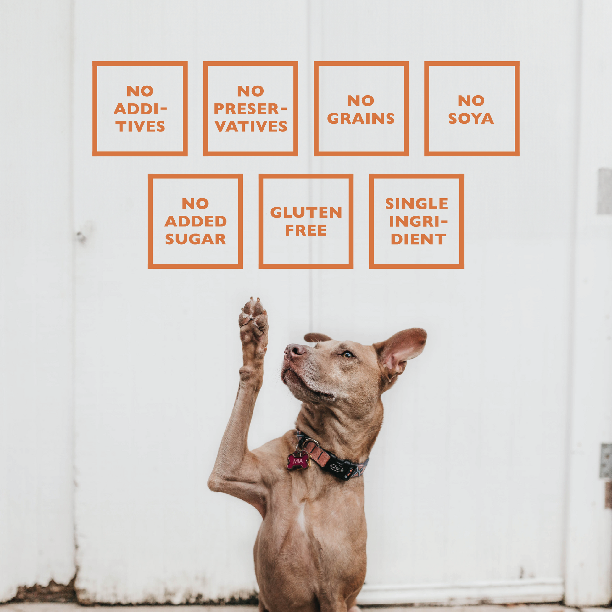 Dog raising paw under icons showing no additives no preservatives no grains no soya gluten free for all natural lamb dog treats