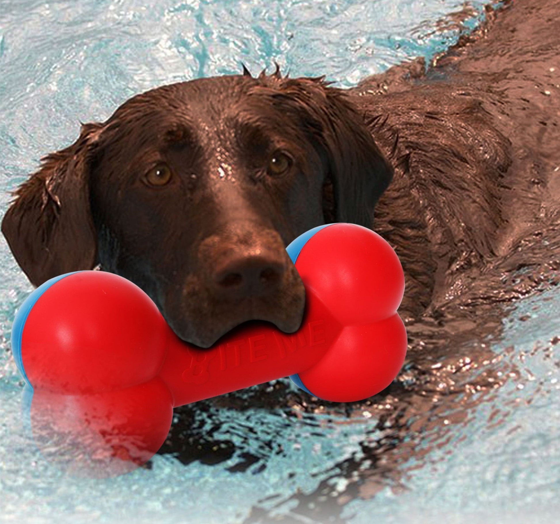 Brown dog swimming in water holding a red durable bone dog toy in its mouth from PawCounter.com