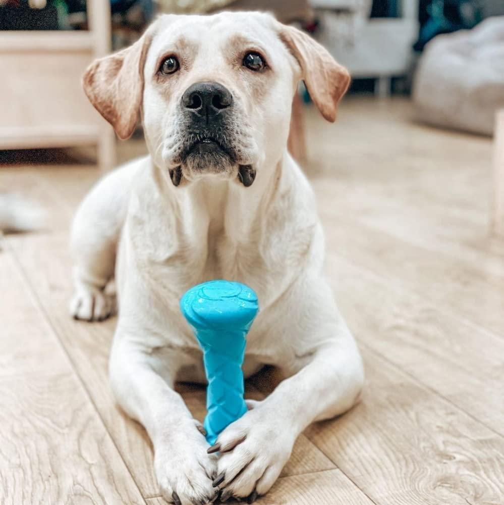 Labrador dog holding a blue barbell dog fetch toy while lying on wooden floor indoors