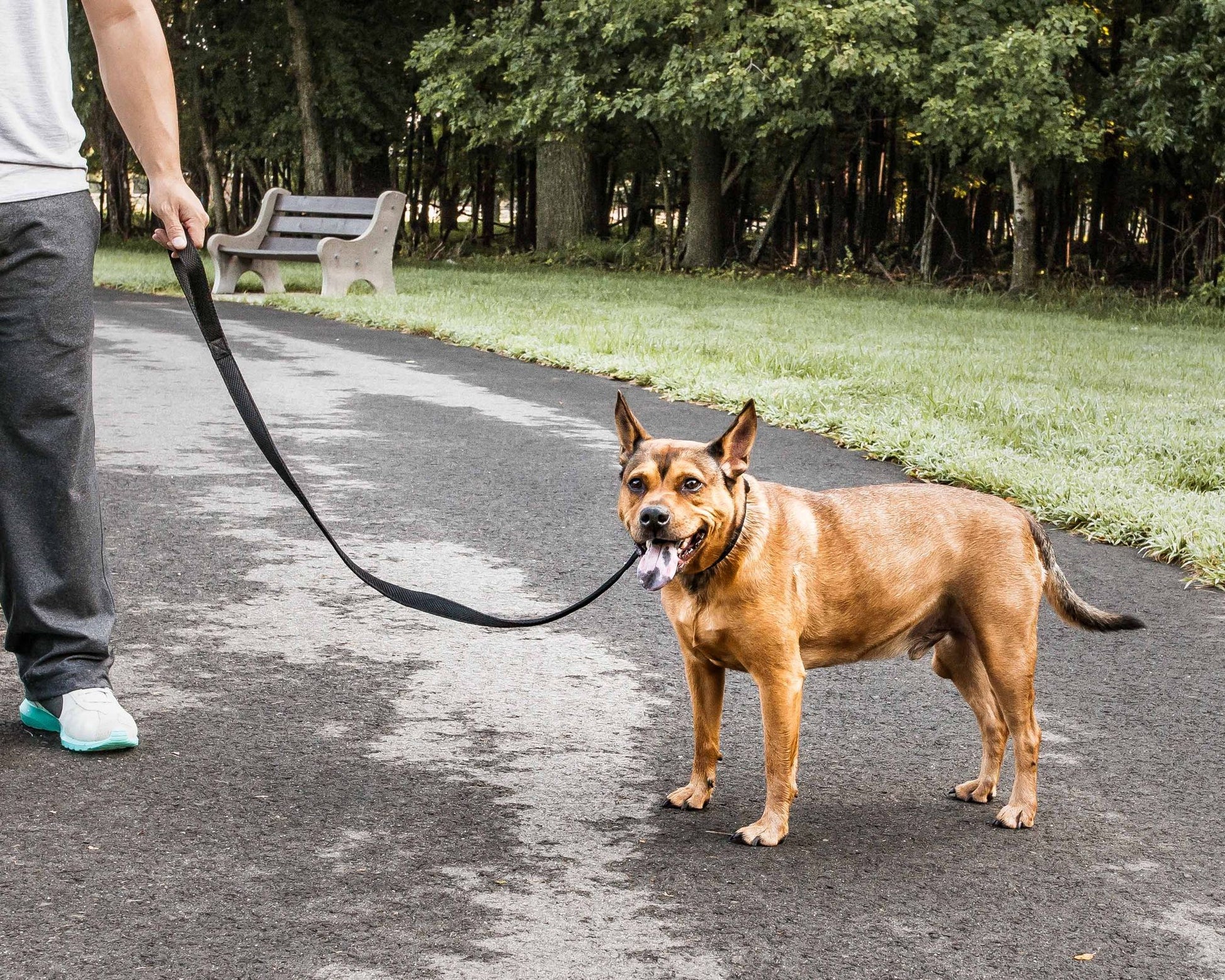 Person walking a brown dog on a breathable mesh dog leash in a park pathway