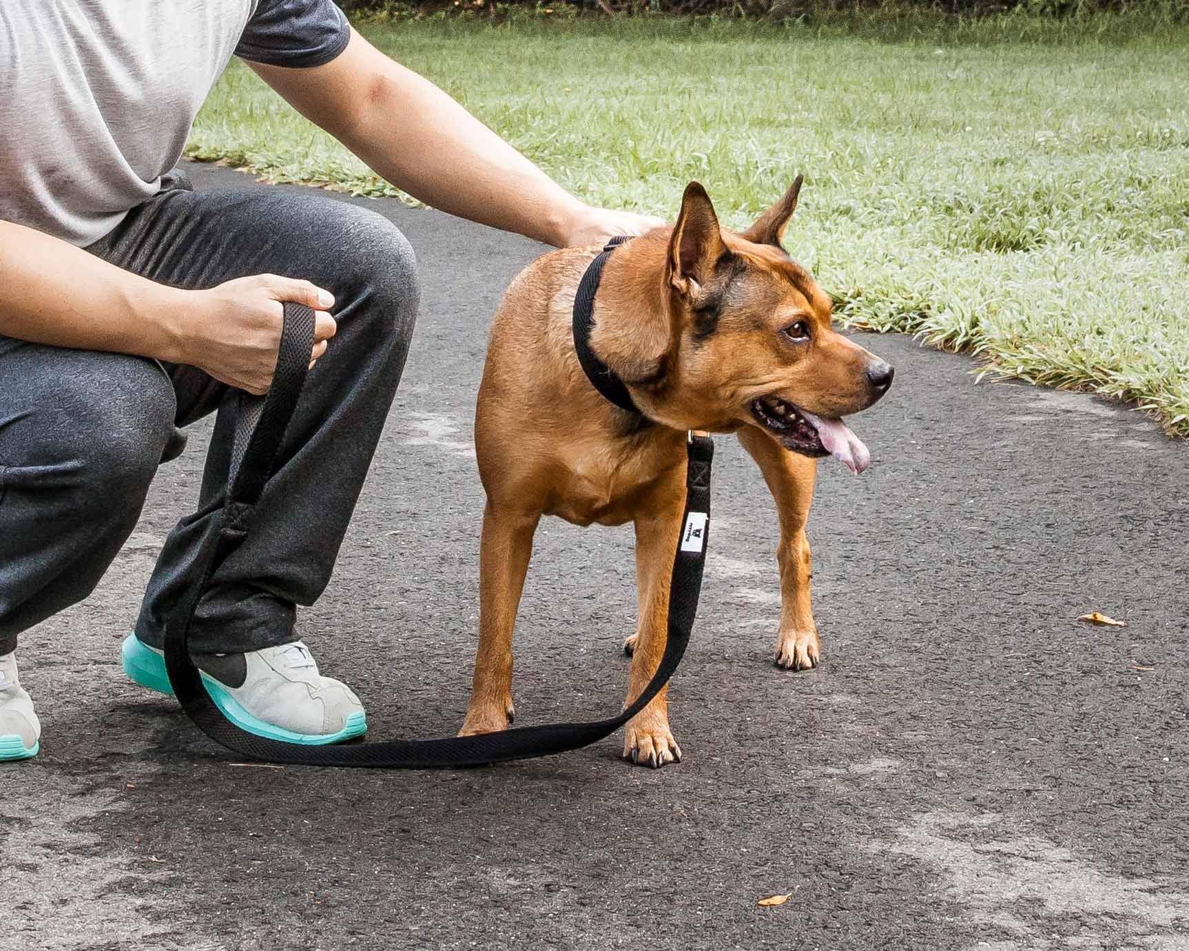 Brown dog walking on pavement with person holding breathable mesh dog leash from PawCounter.com