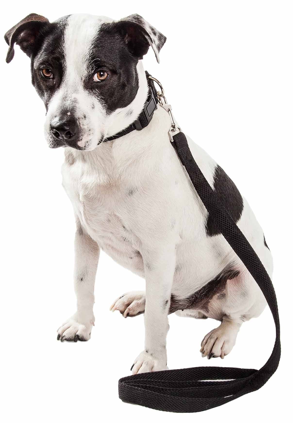 Black and white dog sitting with breathable mesh dog leash attached to collar by PawCounter.com