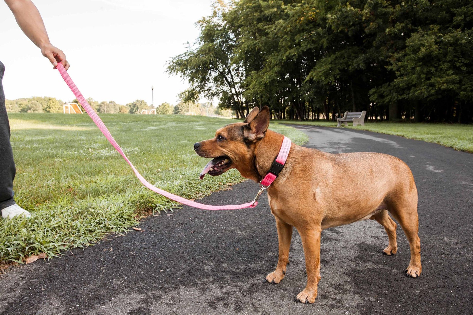 Brown dog standing on a path with a pink breathable mesh dog leash held by a person in a park