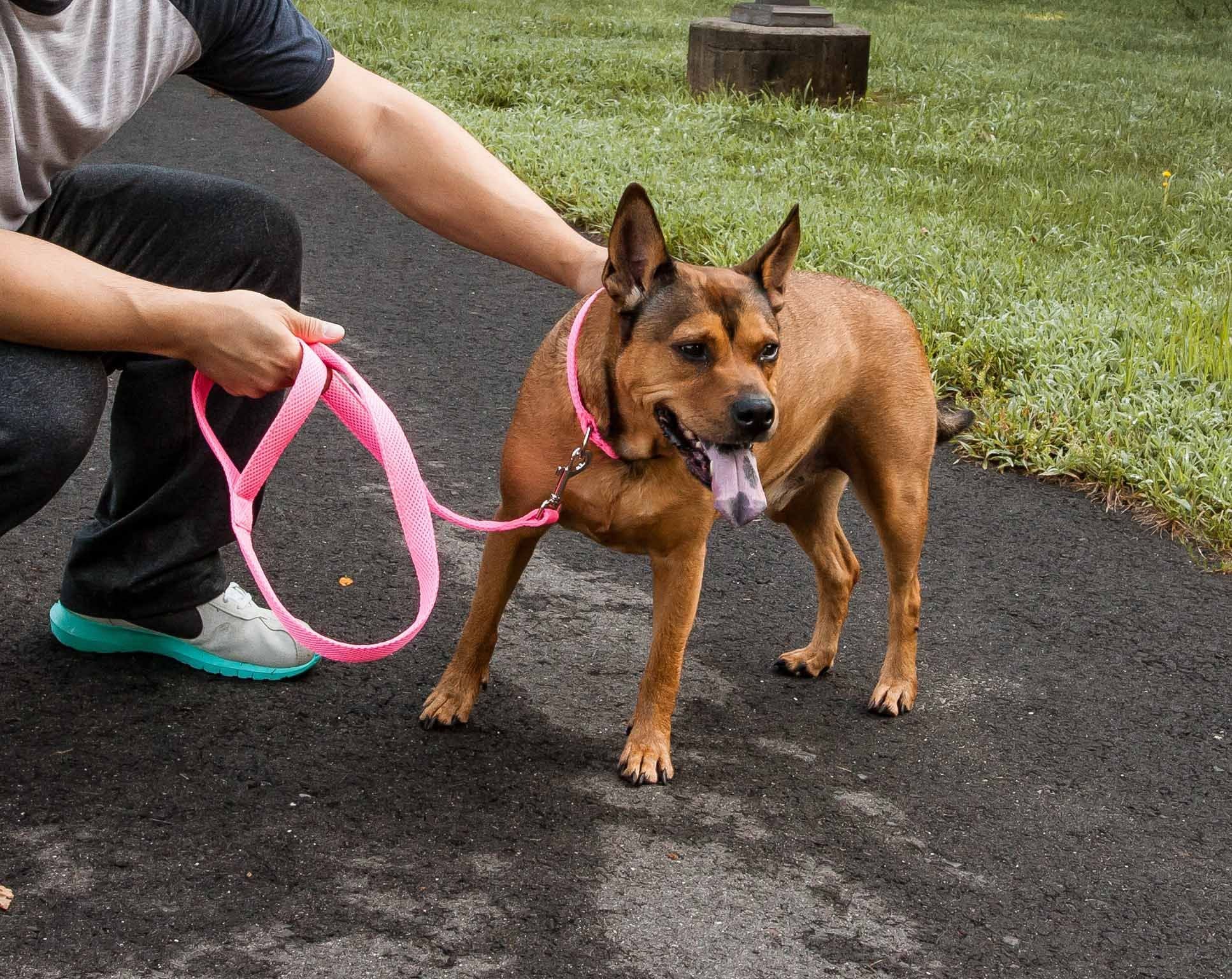 Brown dog wearing a pink breathable mesh dog leash held by a person on a paved path