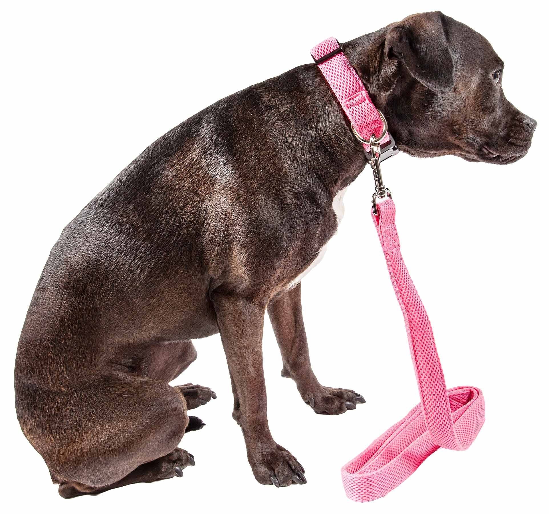 Black dog wearing a pink breathable mesh dog leash attached to matching collar