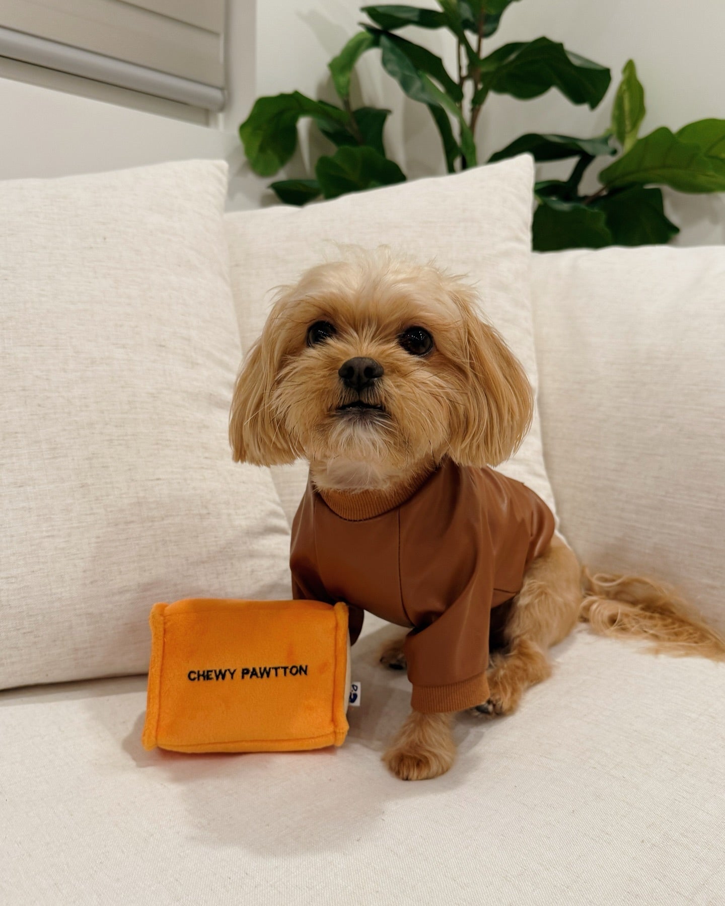 CHEWY PAWTTON PLUSH DOG TOY