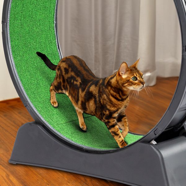 Brown and black striped cat running on a green cat exercise wheel indoor with sturdy black base