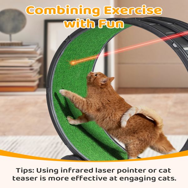 Orange cat playing with infrared laser pointer on green cat exercise wheel indoor in living room