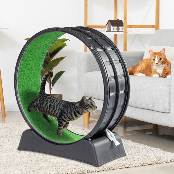 Black cat exercise wheel indoor with green running surface and two cats in modern living room