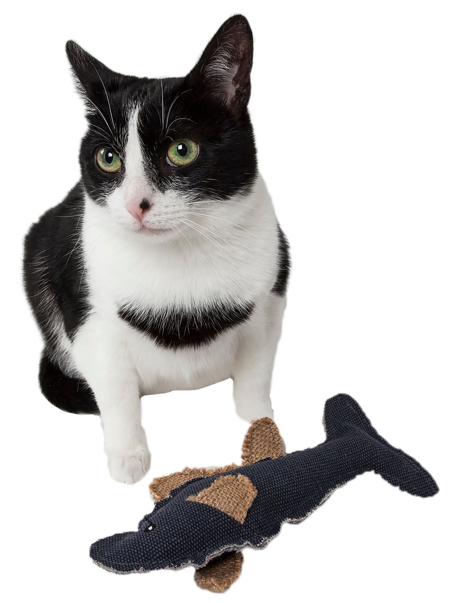 Black and white cat playing with a catnip fish toy for cats from PawCounter.com