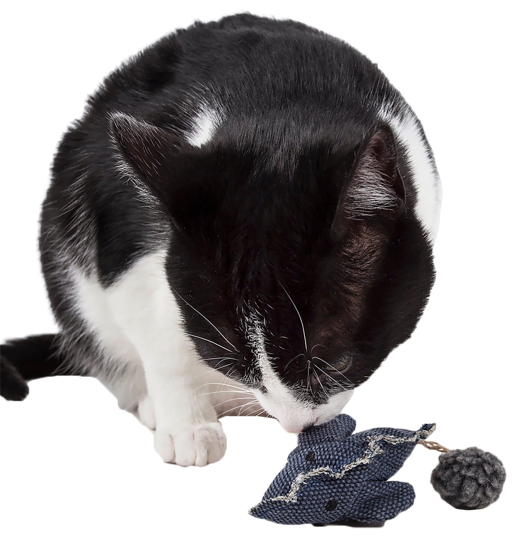 Black and white cat playing with a blue catnip mouse toy for cats on a white background