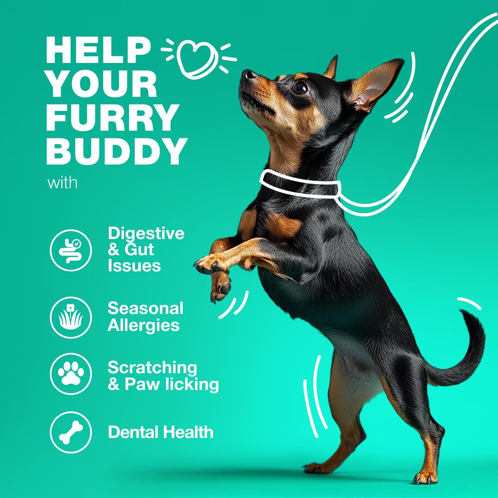 Small black and tan dog standing on hind legs promoting dog probiotics chews for digestive, allergy, scratching, and dental health