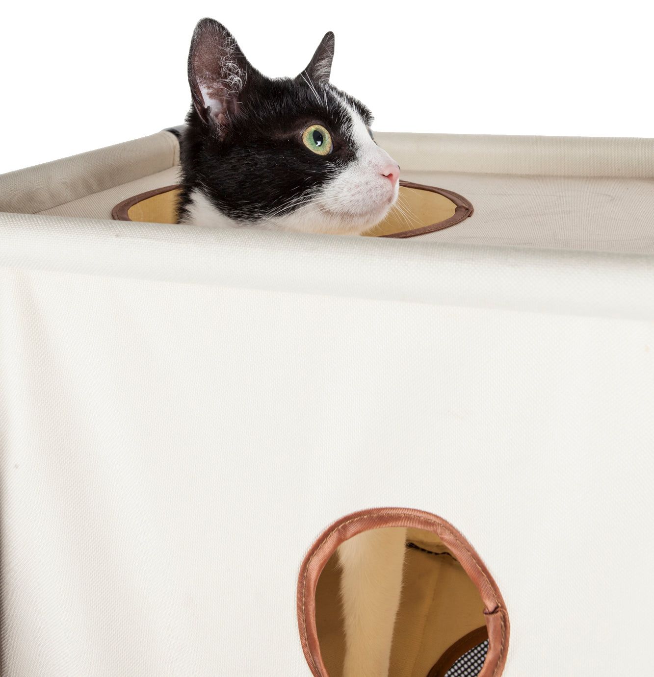 Black and white cat peeking out of a beige collapsible cat house with circular openings