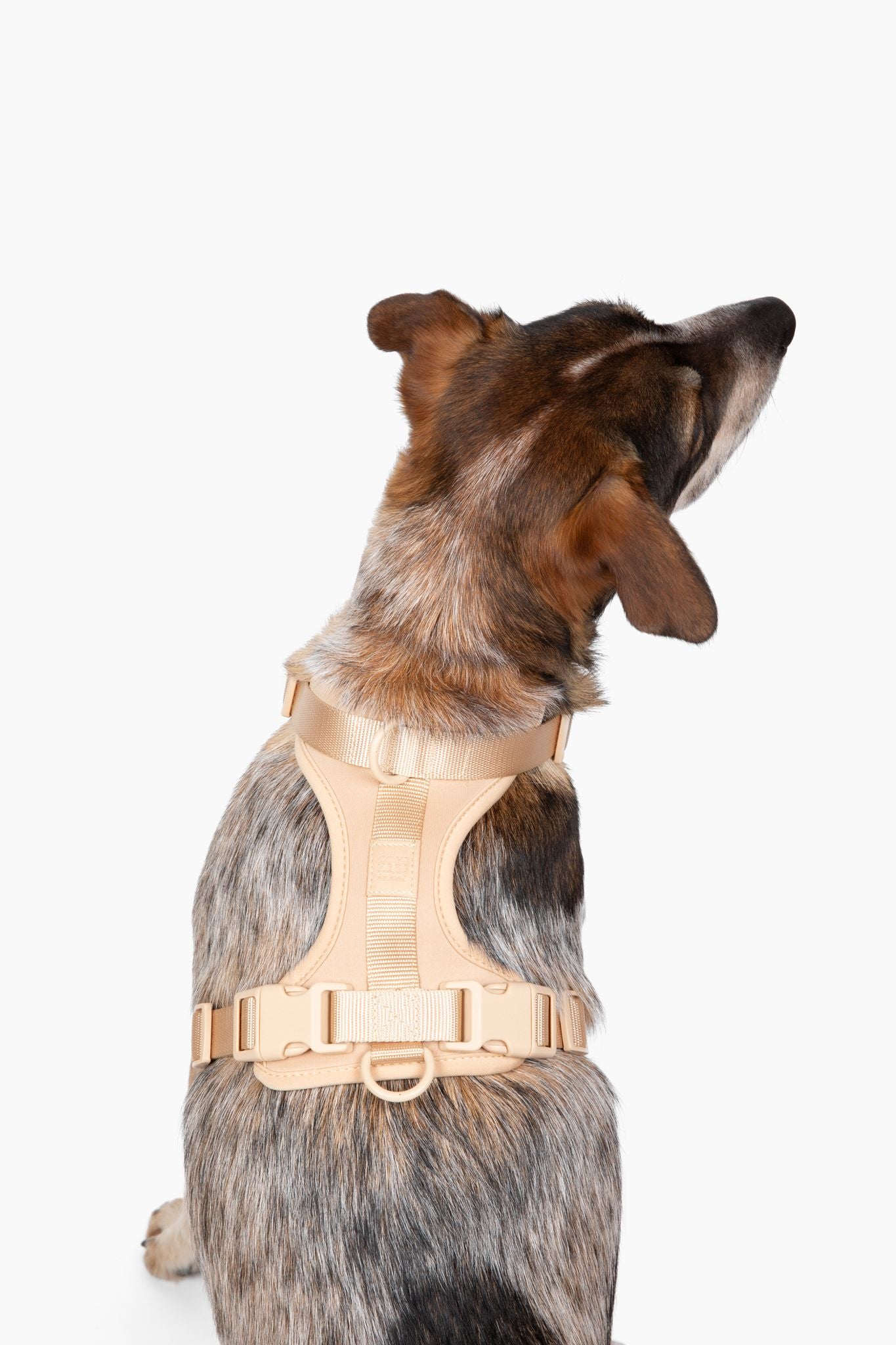 Come Here Buddy Dog Harness for Small and Large Dogs in Beige with Adjustable Straps