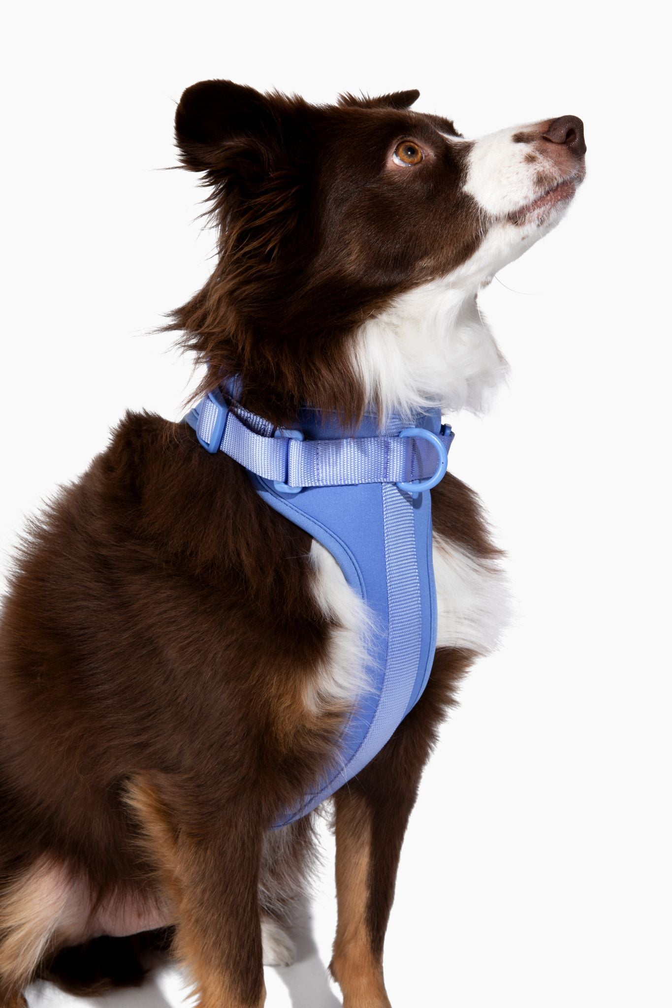 Come Here Buddy Adjustable Dog Harness for Small and Large Dogs in Light Blue