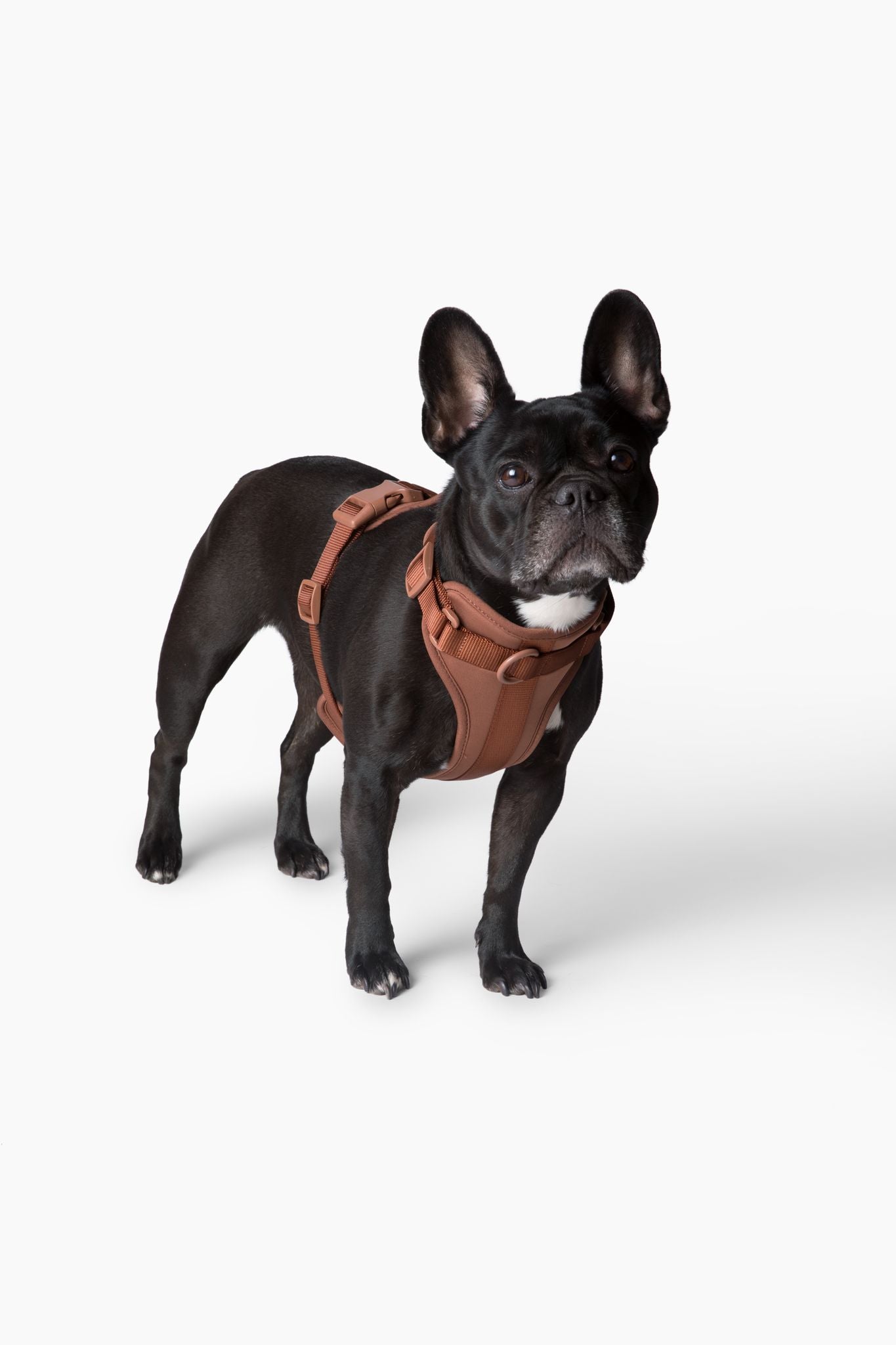 Come Here Buddy dog harness for small and large dogs in brown on a French Bulldog