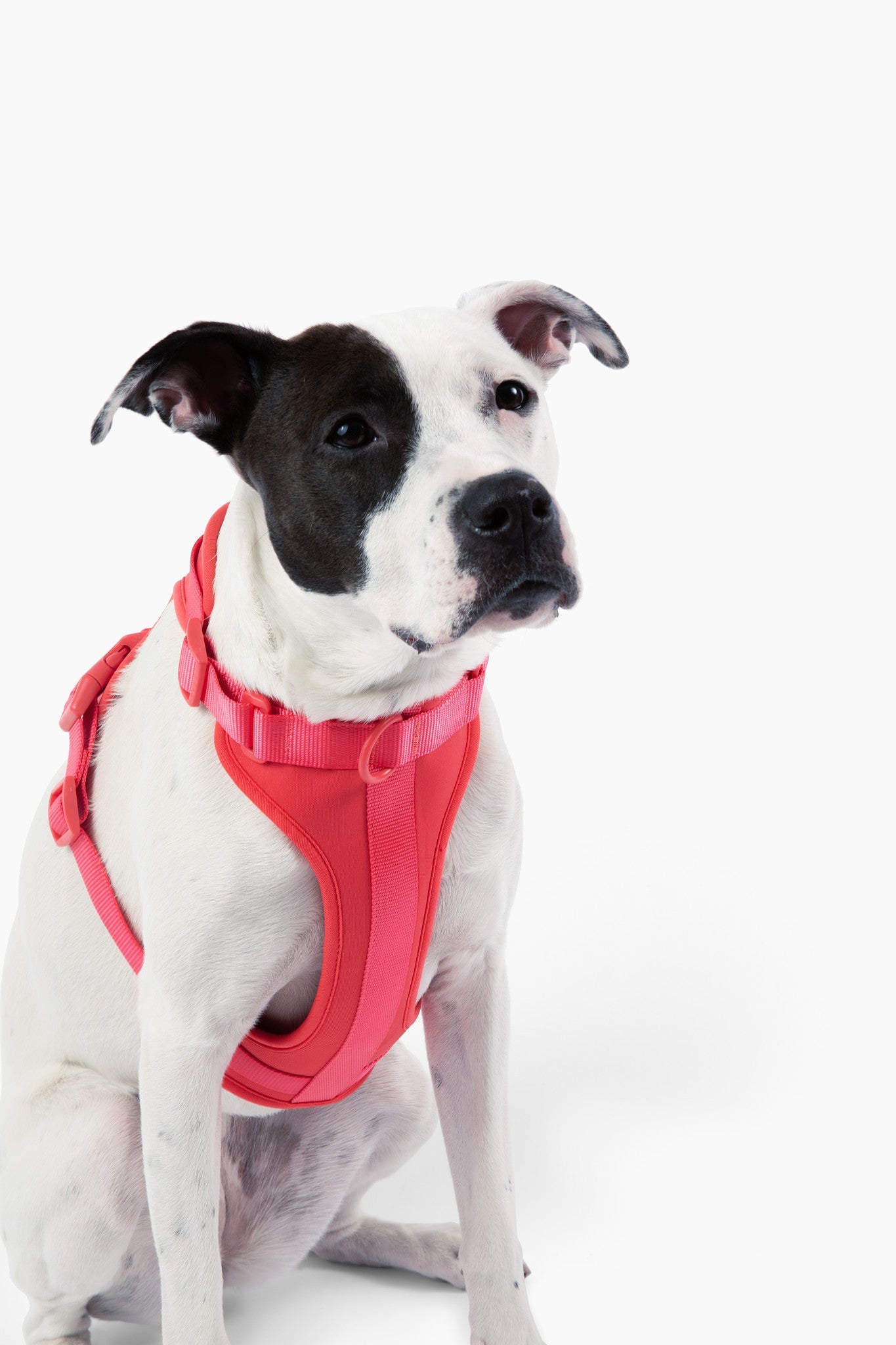 Come Here Buddy Adjustable Dog Harness for Small and Large Dogs in Bright Pink for Optimal Comfort