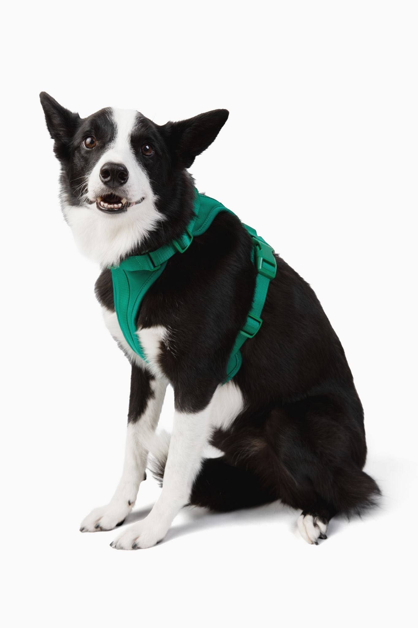 Come Here Buddy Adjustable Dog Harness for Small and Large Dogs in Green Color
