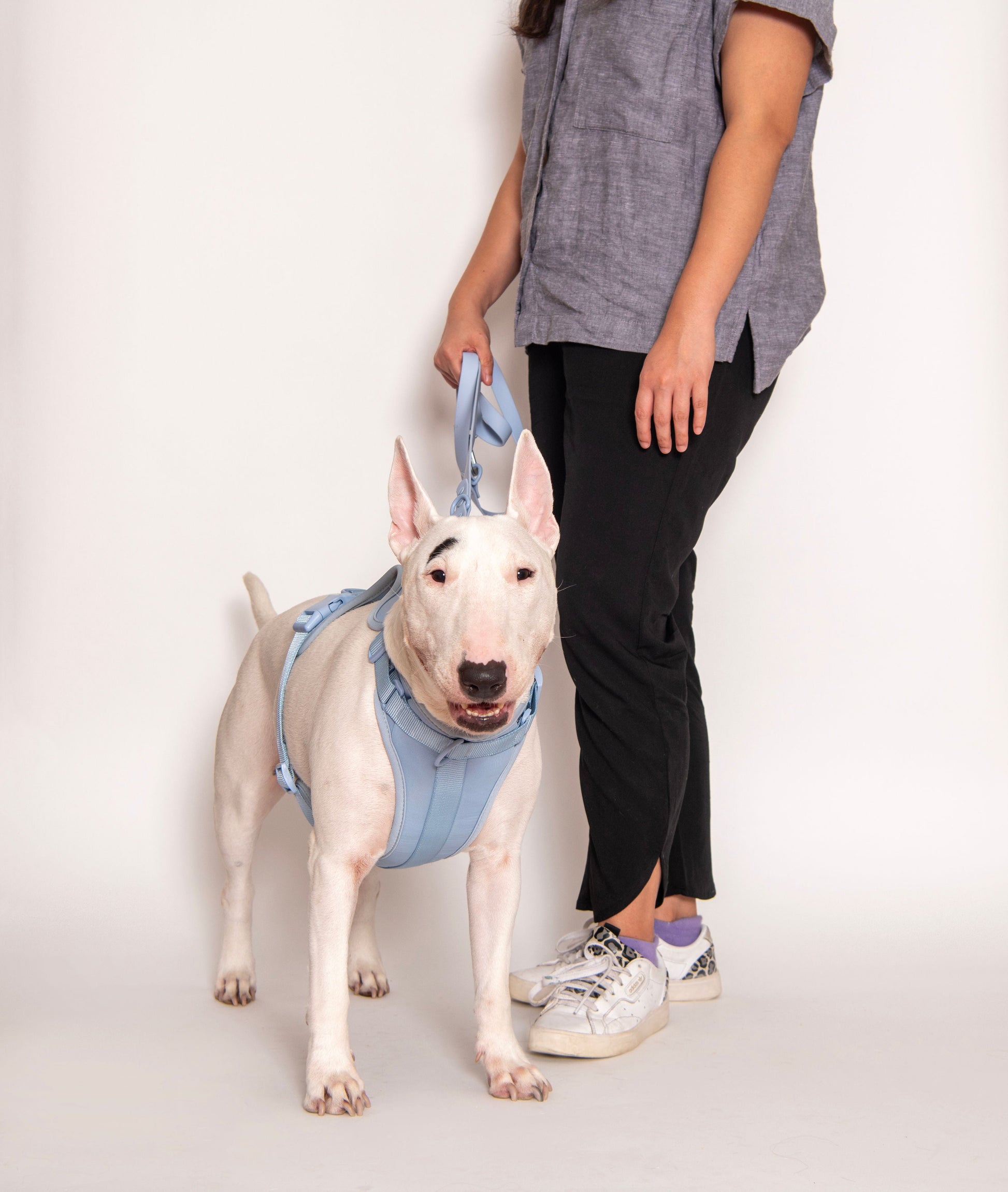 Come Here Buddy dog harness for small and large dogs in blue with adjustable straps for comfort