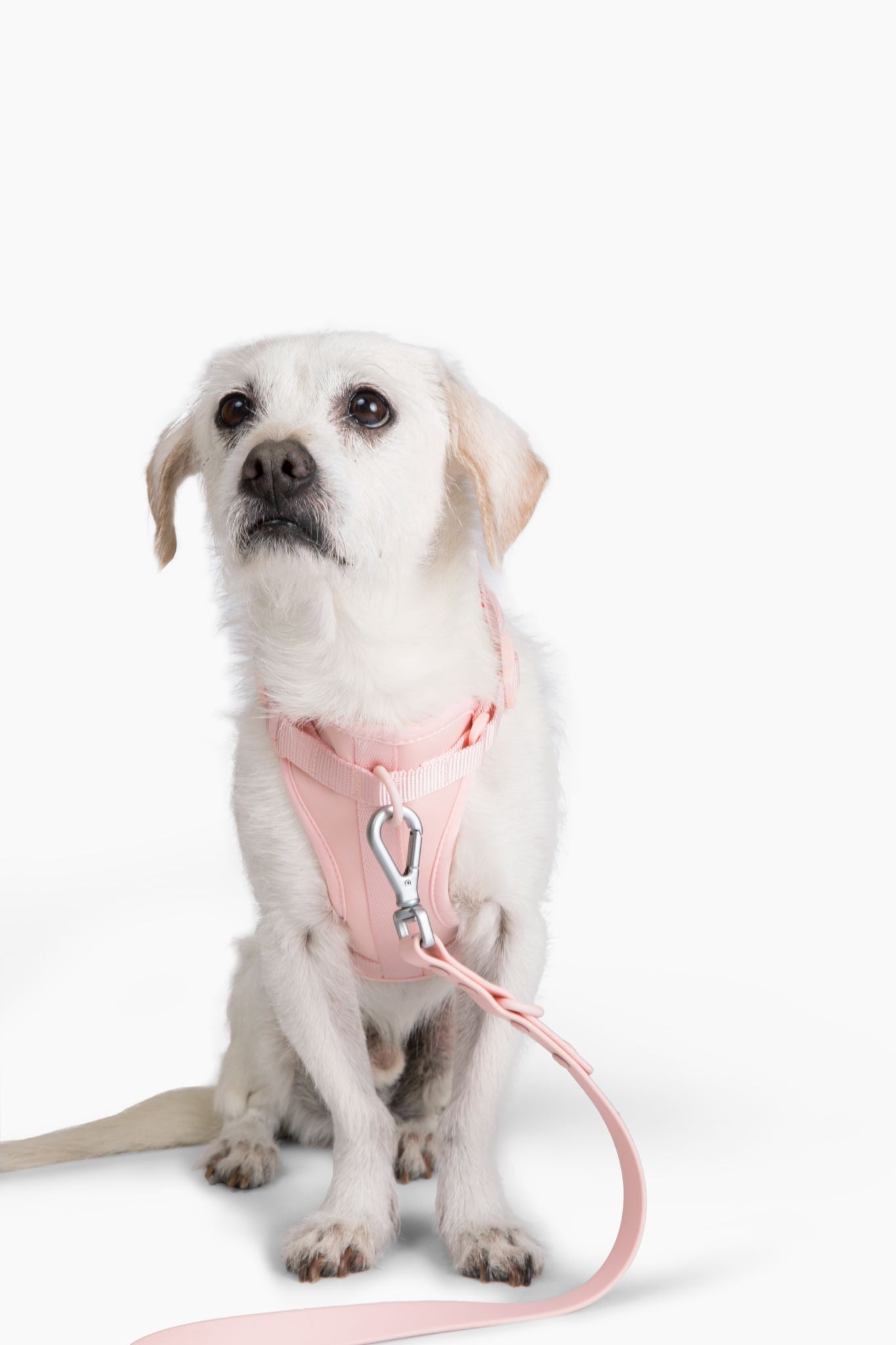 Come Here Buddy Pink Dog Harness for Small and Large Dogs with Adjustable Fit and Leash Clip