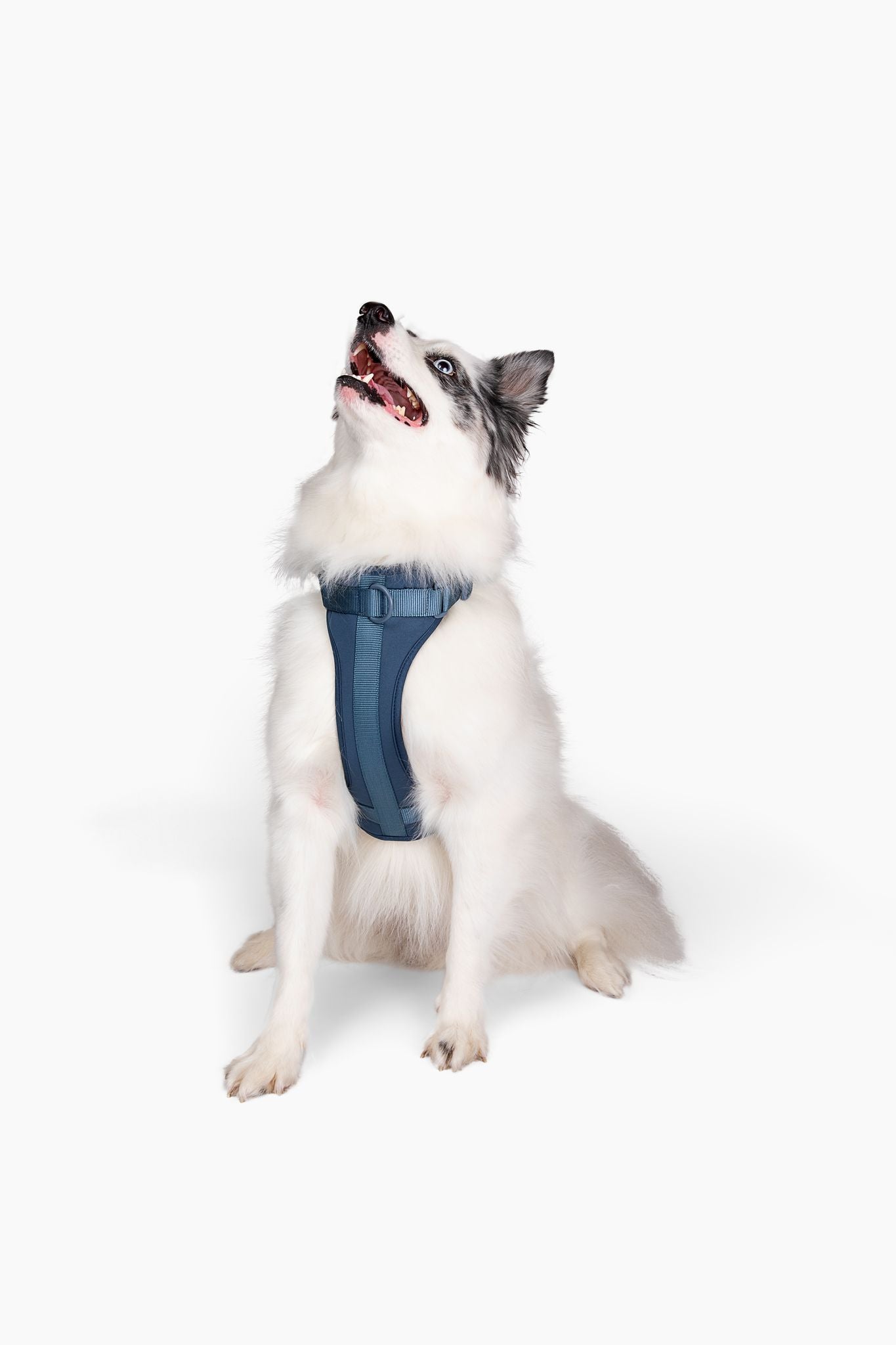 Come Here Buddy Dog Harness for Small and Large Dogs in Blue for Comfortable, Secure Fit