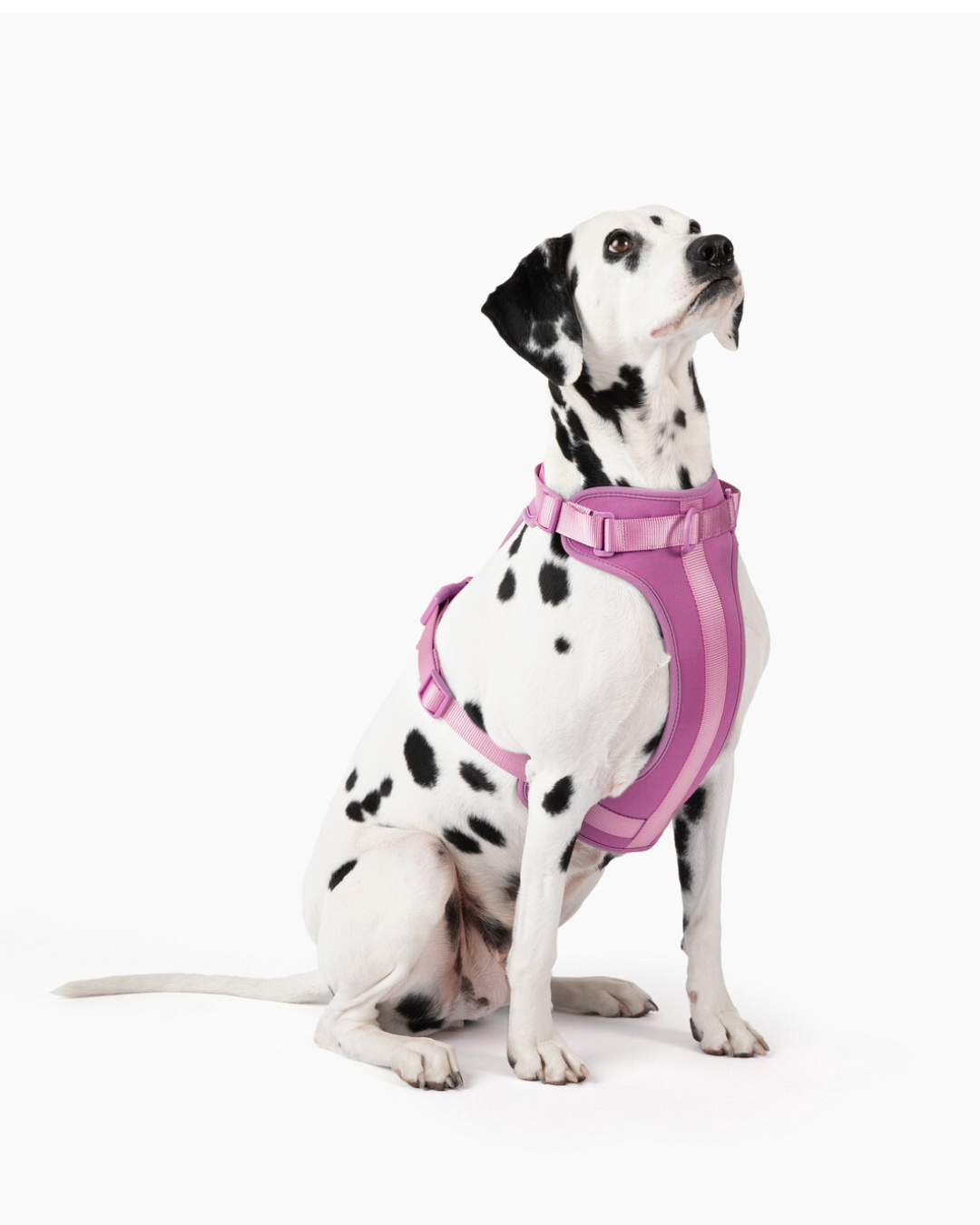 Come Here Buddy Dog Harness for Small and Large Dogs in Pink, Adjustable Fit for All Breeds