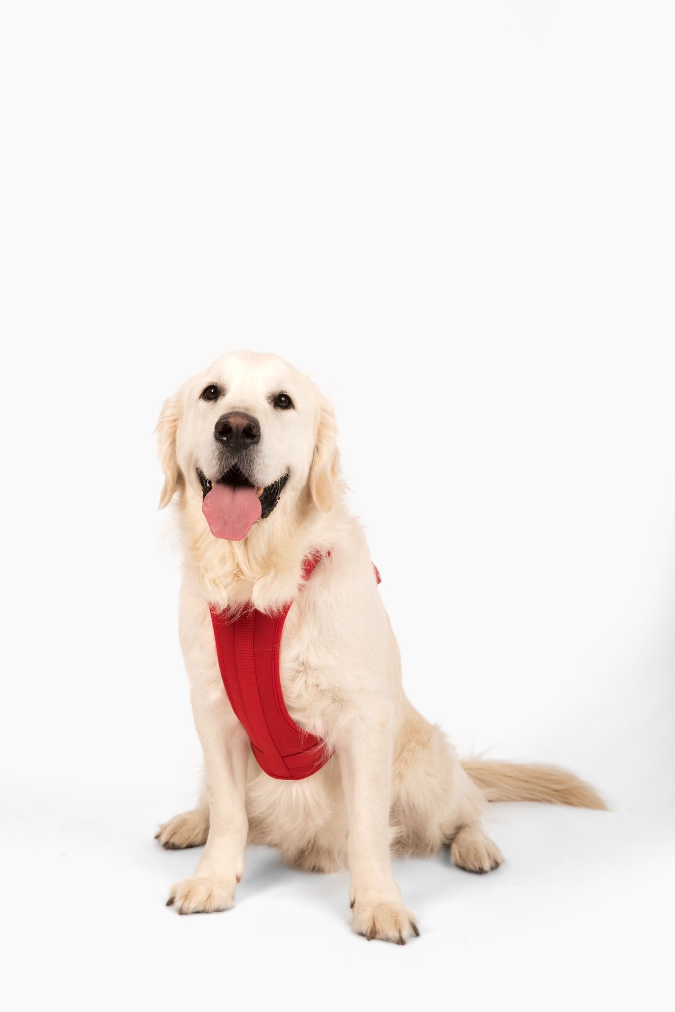 Come Here Buddy Red Dog Harness for Small and Large Dogs with Comfortable Fit and Easy Adjustments