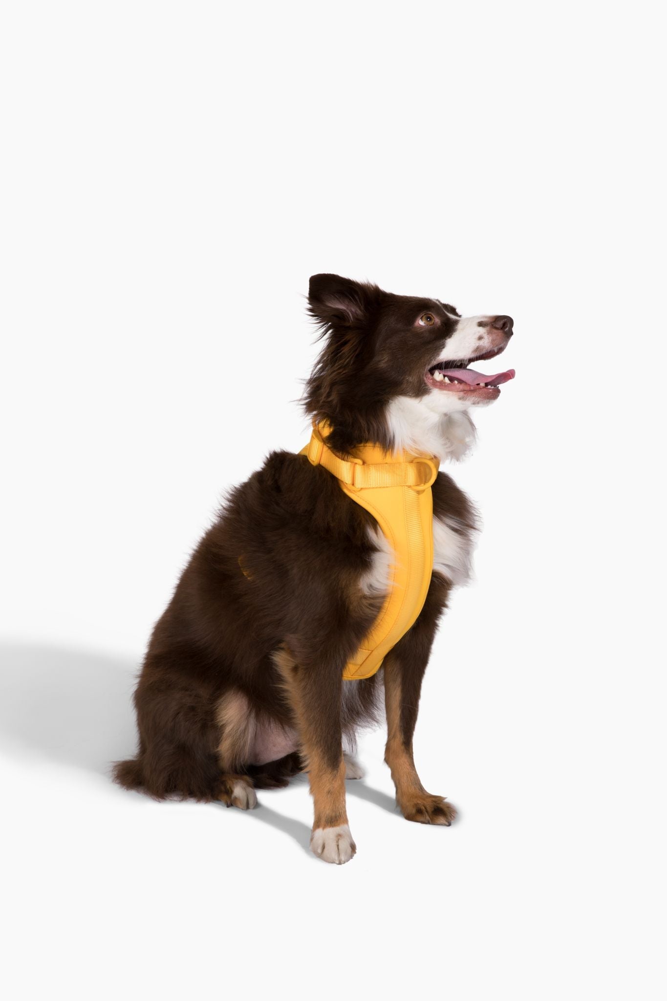 Come Here Buddy Yellow Dog Harness for Small and Large Dogs with Comfortable Fit