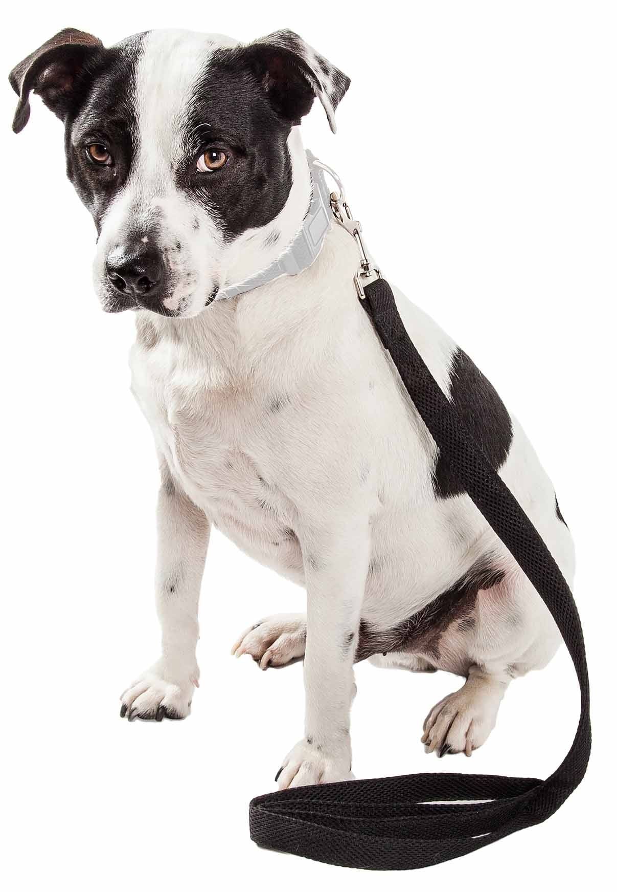 Black and white dog wearing a collar attached to a comfortable mesh dog leash by PawCounter.com