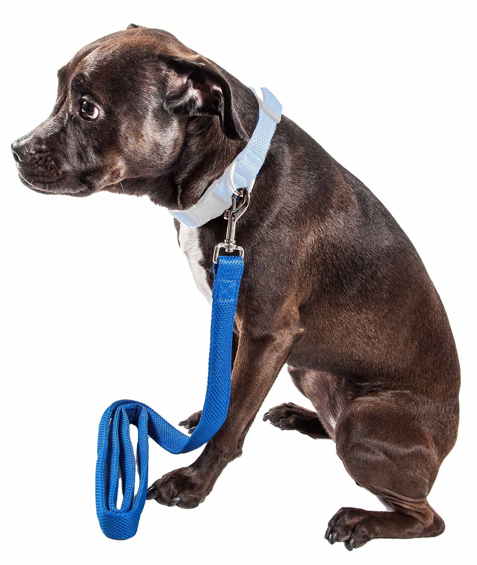 Small black dog sitting wearing a blue comfortable mesh dog leash attached to a light blue collar